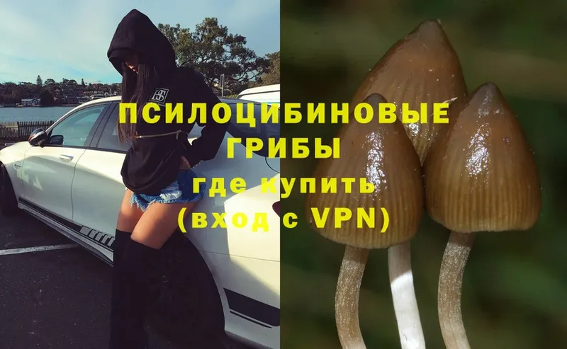 блэк спрут зеркало  Лукоянов  Галлюциногенные грибы Psilocybe 